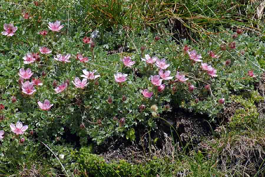 Potentilla nitida / Cinquefoglia delle Dolomiti